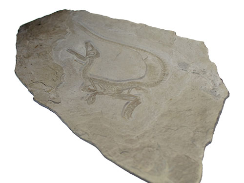 Titel Saurier-Fossil Reproduktion