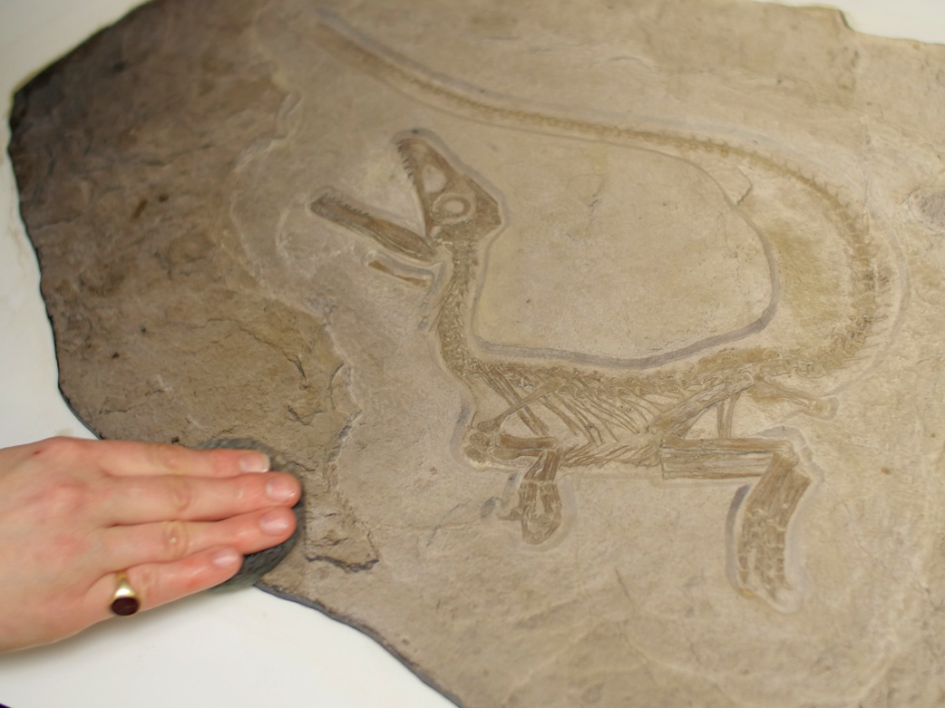 High Resolution Relief 3D Printing - dinosaur replica with manual colour and texture optimization